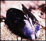 Mussel