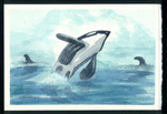 Whale