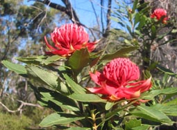 waratah.jpg