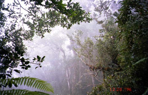 Forest Page Cover - Mt. Kinabalu, Sabah, Borneo