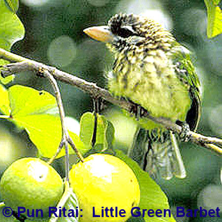 Little Green Barbet (20.8KB)