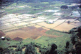 Bario rice fields (21.1 4KB)