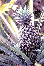 Bario pineapple (23.5KB)