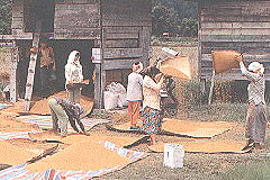 Winnowing rice (18.4 KB)