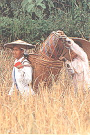 The rice harvest (18.6KB)