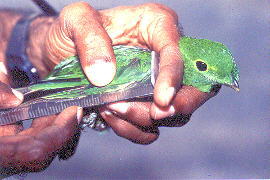 Green Leafbird (13.8KB)