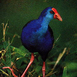 Purple Swamphen (18.0KB)