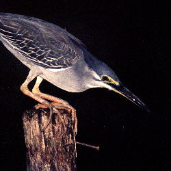 Little Heron (12.3KB)