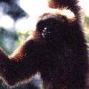 Bornean Gibbon (3.24KB)