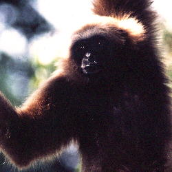 Bornean Gibbon (11.7 KB)