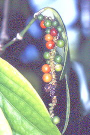 Pepper berries (18.0KB)