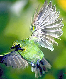 Blue-winged Leafbird (17.9KB)