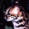 Leopard Cat (4.03KB)