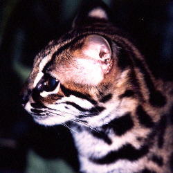 Leopard Cat (13.5KB)