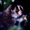 Slow Loris (3.70KB)