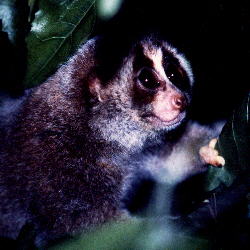 Slow Loris (14.5KB)