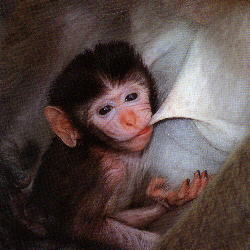 Long-tailed Macaque (13.5KB)