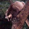 Palm Civet (4.32KB)