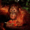 Orang Utan (3.79KB)