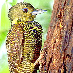 Buff-necked Woodpecker (29.5KB)