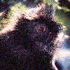 Silvered Leaf Monkey (5.01KB)