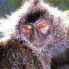 Silvered Leaf Monkey (6.17KB)