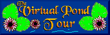 [The Virtual Pond
Tour]