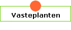 Vasteplanten