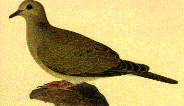 Mourning Dove