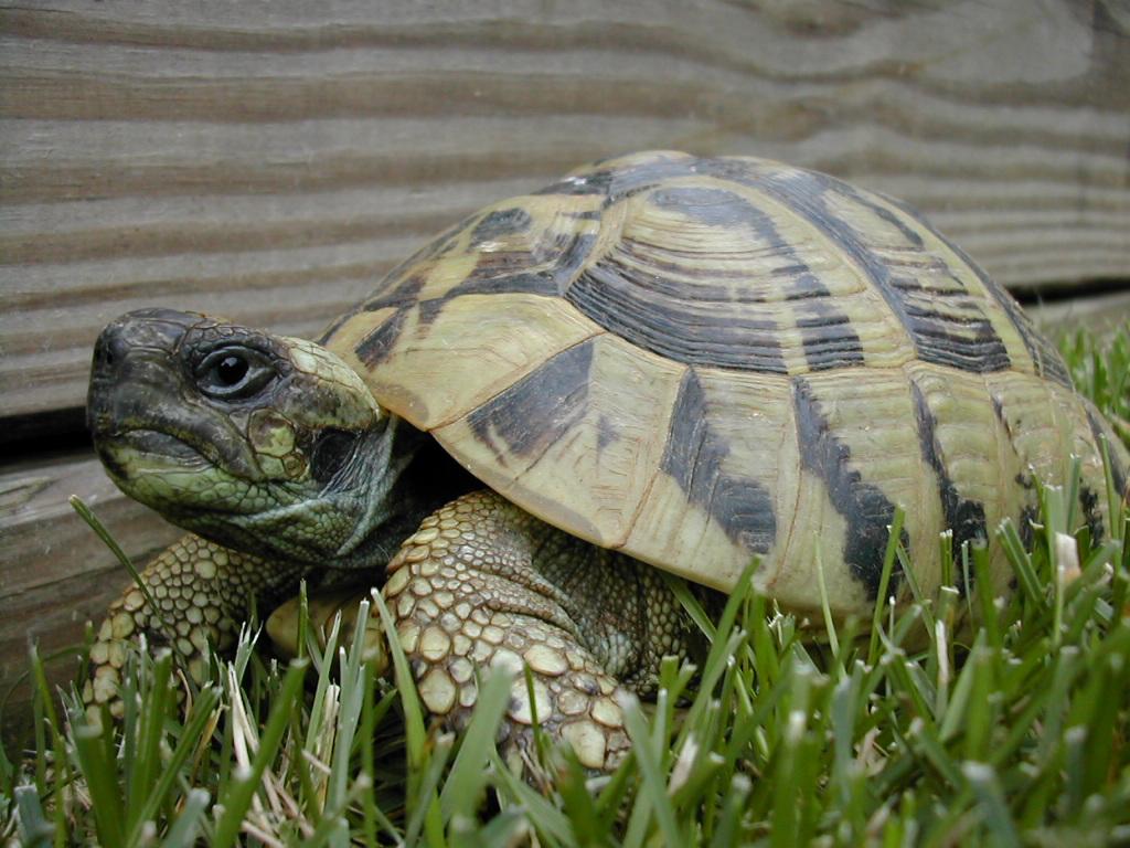 Testudo hermanni boettgeri