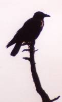 crow1_s.jpg (2634 bytes)