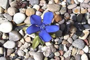 Gentiana verna