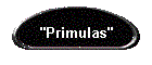 "Primulas"