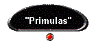 "Primulas"