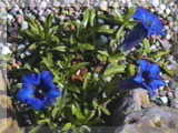 Gentiana acaulis