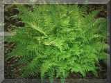 Hardy ferns