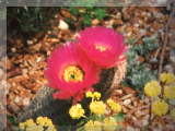 Echinocereus bailyii