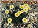 Erigeron aureus        Canary Bird