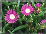 Delosperma floribunda