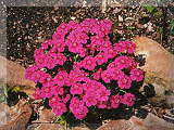 Dianthus alpinus      Joan's blood