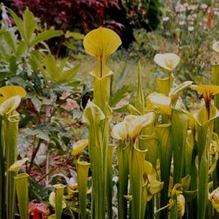 Sarracenia flava