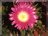 Delosperma sutherlandii