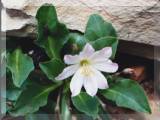 Lewisia tweedyi