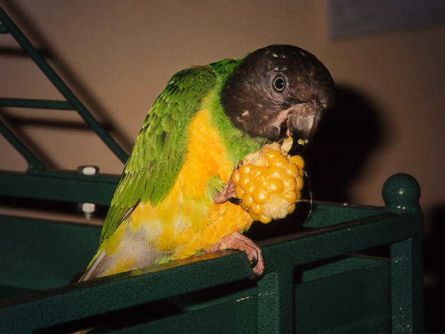 Vinnie the Senegal parrot