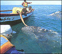 Gray whale expedition in San Ignacio