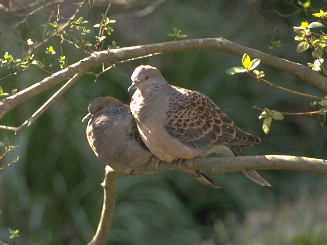 Doves