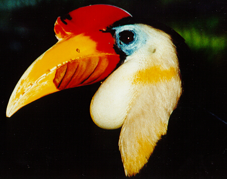 hornbill