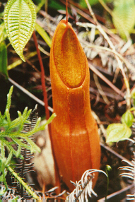 pitcher plant