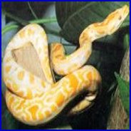 Albino Burmese Python