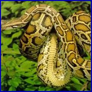 Burmese Python